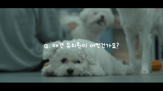 두둠 포트폴리오 - 나와놀개 보령 애견 전문유치원 홍보 영상