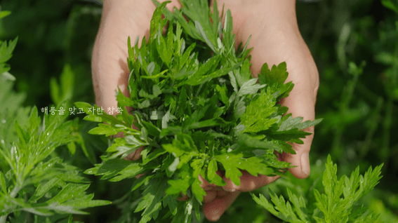 두둠 포트폴리오 - 백년화편 전통 떡 브랜드 CF 영상